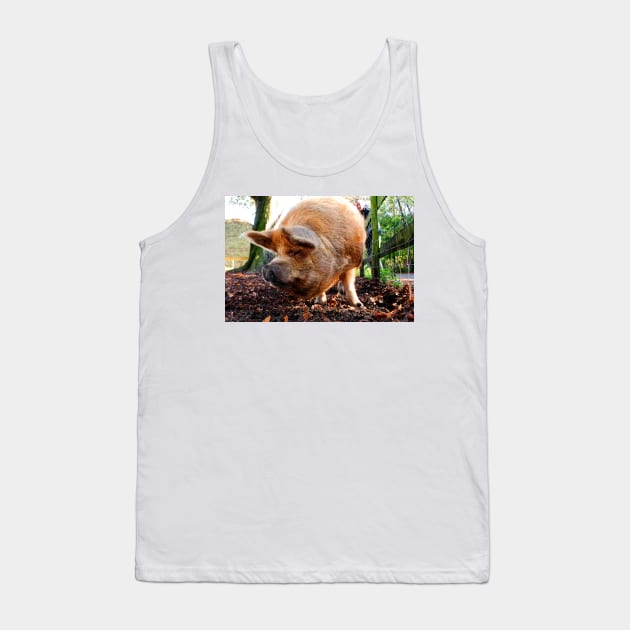 New Zealand Kunekune Pig Tank Top by AndyEvansPhotos